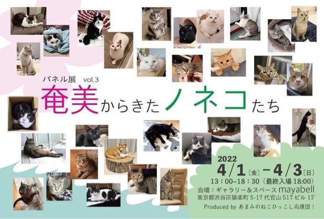 mayabell517's tweet photo. 2022/4/1( fri )～4/3(sun)
13:00～18:30
NPO法人ゴールゼロ主催『奄美からきたノネコたち vol.3』が開催されます。

Facebook 
https://t.co/9H5h5Zh1pE
ブログ 
https://t.co/HxgSYvIXoF

#奄美からきたノネコたち
#NPO法人ゴールゼロ
#保護猫 https://t.co/ipog60Lad5