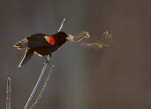 womensart1's tweet photo. Photographer Kathrin Swoboda captured amazing images of a red wing blackbird's song, visible via the bird's breath in cold air and early light #WomensArt https://t.co/FrnnihYaT7