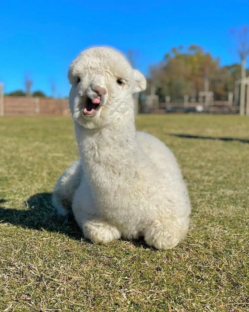 Anglesey Alpacas tweet media