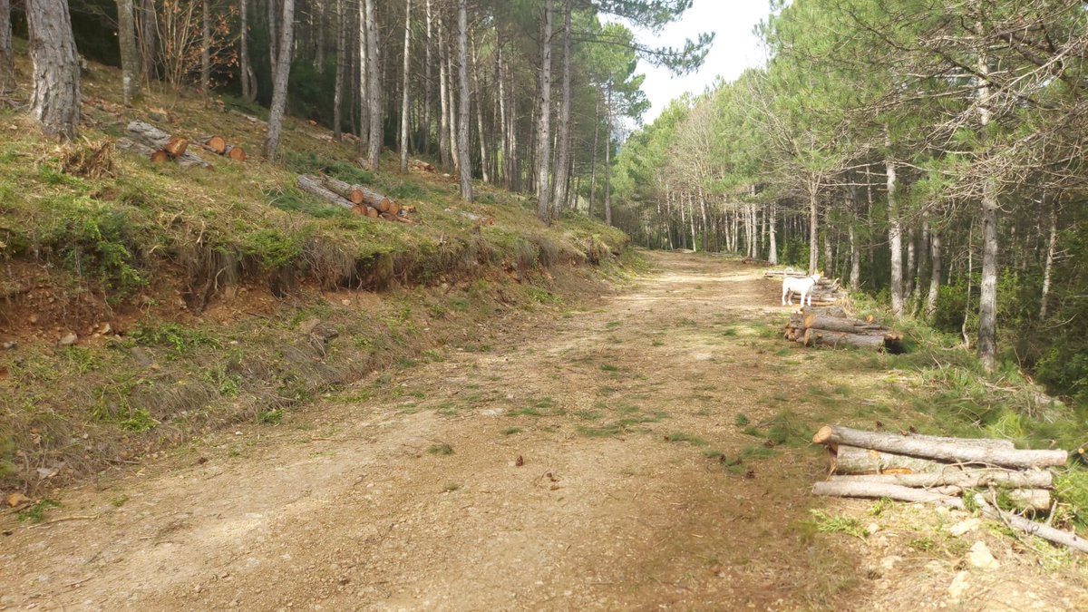 Treballs de manteniment de la franja de protecció contra incendis forestals al bosc de Santa Fe, #Organyà.
Executa: #IntegraPirineus; subvenciona: Àrea de Medi Ambient de la @DiputacioLleida.