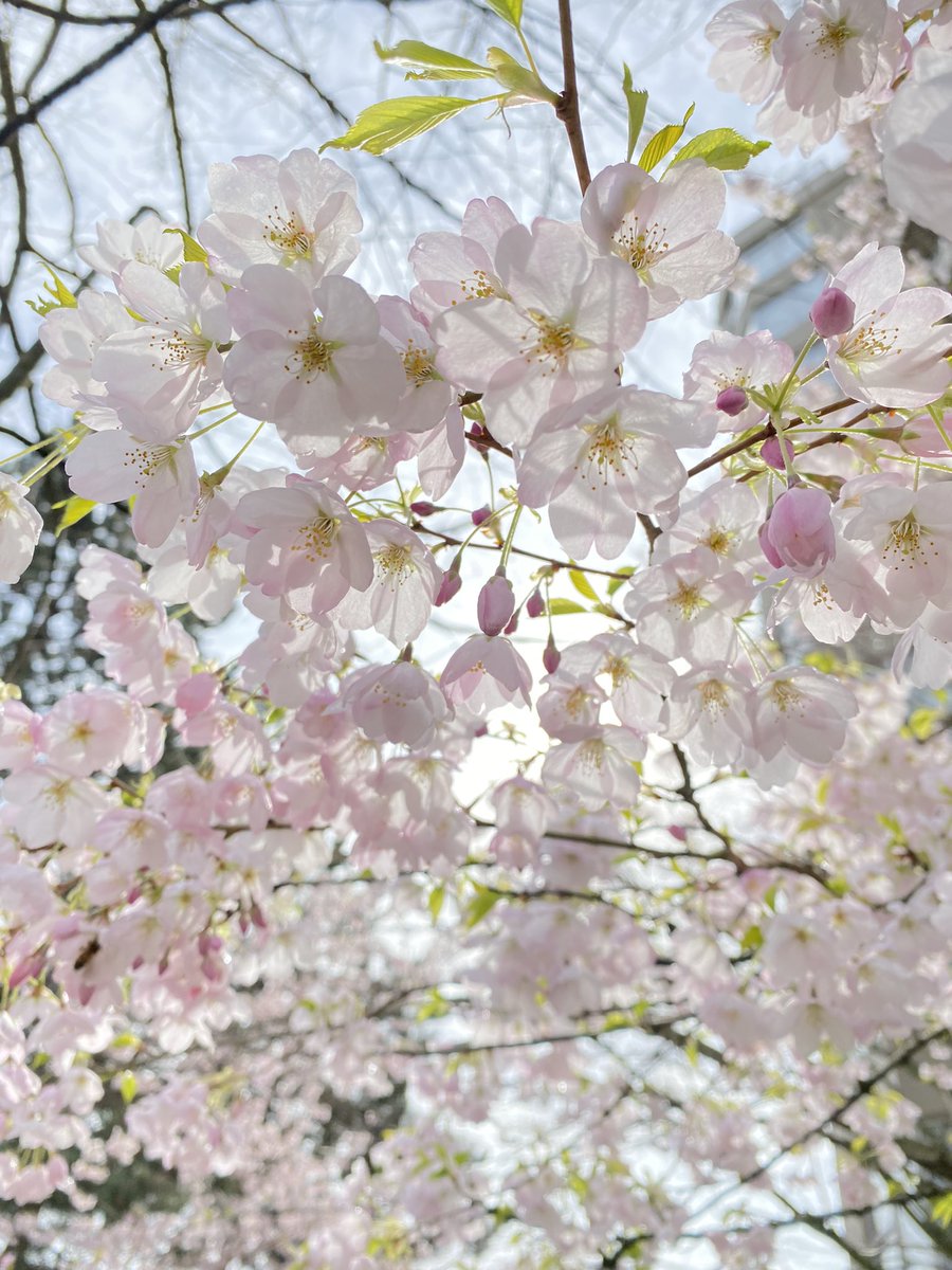 BravenRed's tweet photo. #newwestminster #cherryblossom #BritishColumbia https://t.co/flEHsD783n
