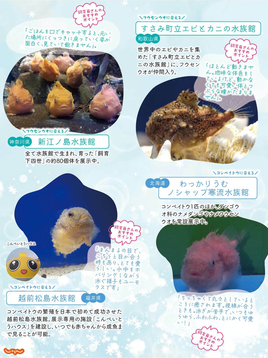 ダイバーの間ではアイドル的な存在✨と言われる ダンゴウオの仲間3種類