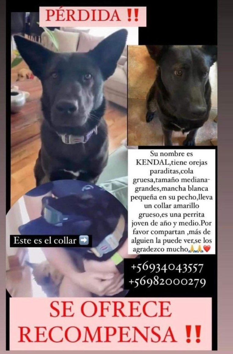 Quinta_Coquimbo tweet picture