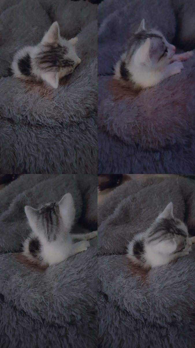 Cepattt besarr yah Ash mouza...
Biar nanti kita ajak Dede kookie ketemu...
😂😂