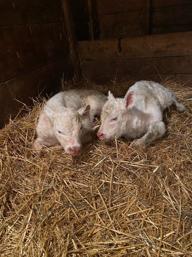 dirtroaddrones's tweet photo. Proud of my son (16yo) had his first set of twins tonight.  He has stepped up to take over our small herd.  Why you ask?  He wanted to and so we let him. We help him when needed of course but this kid is pretty awesome. Mom brag over. #calving https://t.co/ngLfINngK5