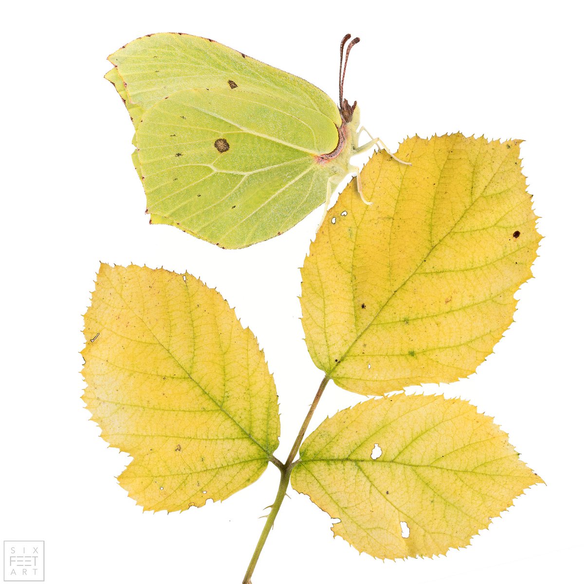 sagaOptics's tweet photo. Some pictures don‘t need much words to explain the color of some insects. The common brimstone, Gonepteryx rhamni.
#mimese
#butterfly #brimstone #biodiversity https://t.co/EkEDRxI1dU