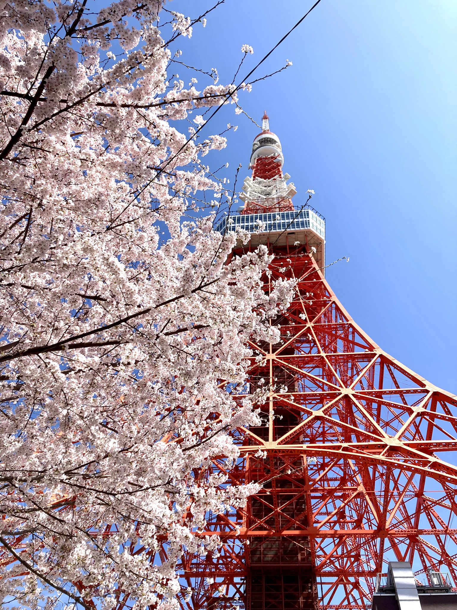ノッポン弟 Tokyo Tower 公式 今日の桜と東京タワー さくら 桜満開 T Co Vxlzjfs1pk Twitter