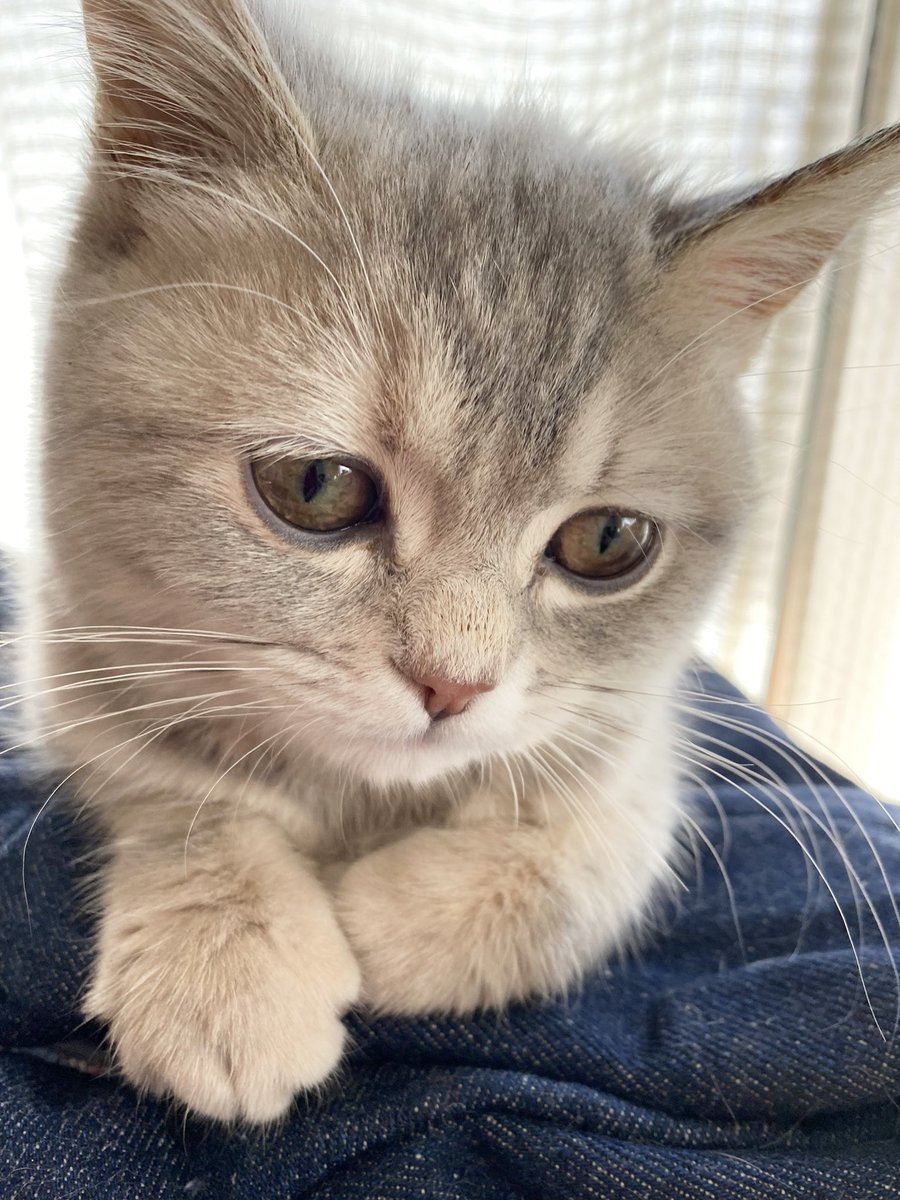 食いしん坊すぎてお腹壊しちゃった🥺

#猫がいる暮らし
#子猫と暮らす
#CatsOfTwitter 
#猫のいる暮らし 
#ミヌエット