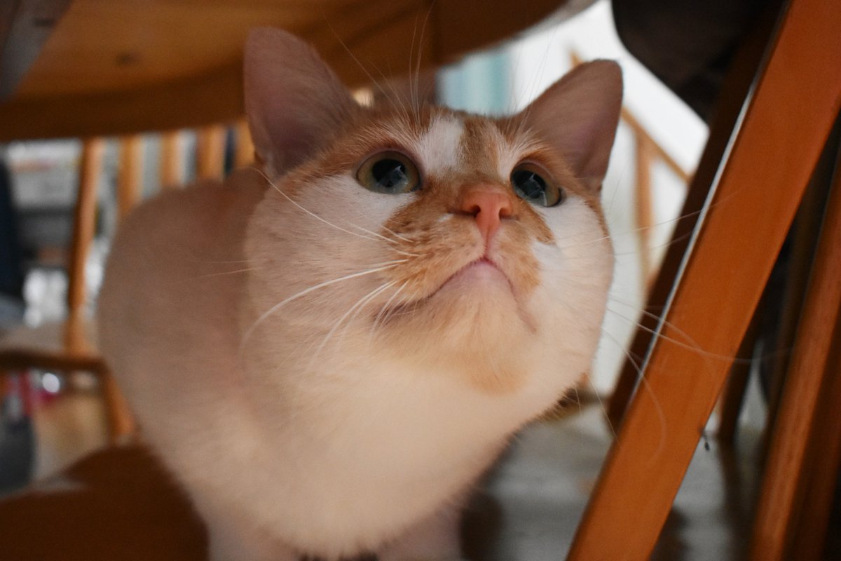 FartyCheddarCat's tweet photo. Da sweepy sweeper sweeps da flor
It finds sum dirt, and den sum mor
I follows close, I sit and spy
Jus as da sweeper sweeps nearby.

Upon da chair, I is not seen
Jus as da flor below gets kleen
And wen da sweeping be kompleet
I weappear to bite sum feet!

#CheddarPoetry https://t.co/8VYCTjNNn9