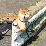 どういうことwすげぇポーズの犬が居たから飼い主に何してるか聞いてみたら「他の犬を見張ってる」って言われた。