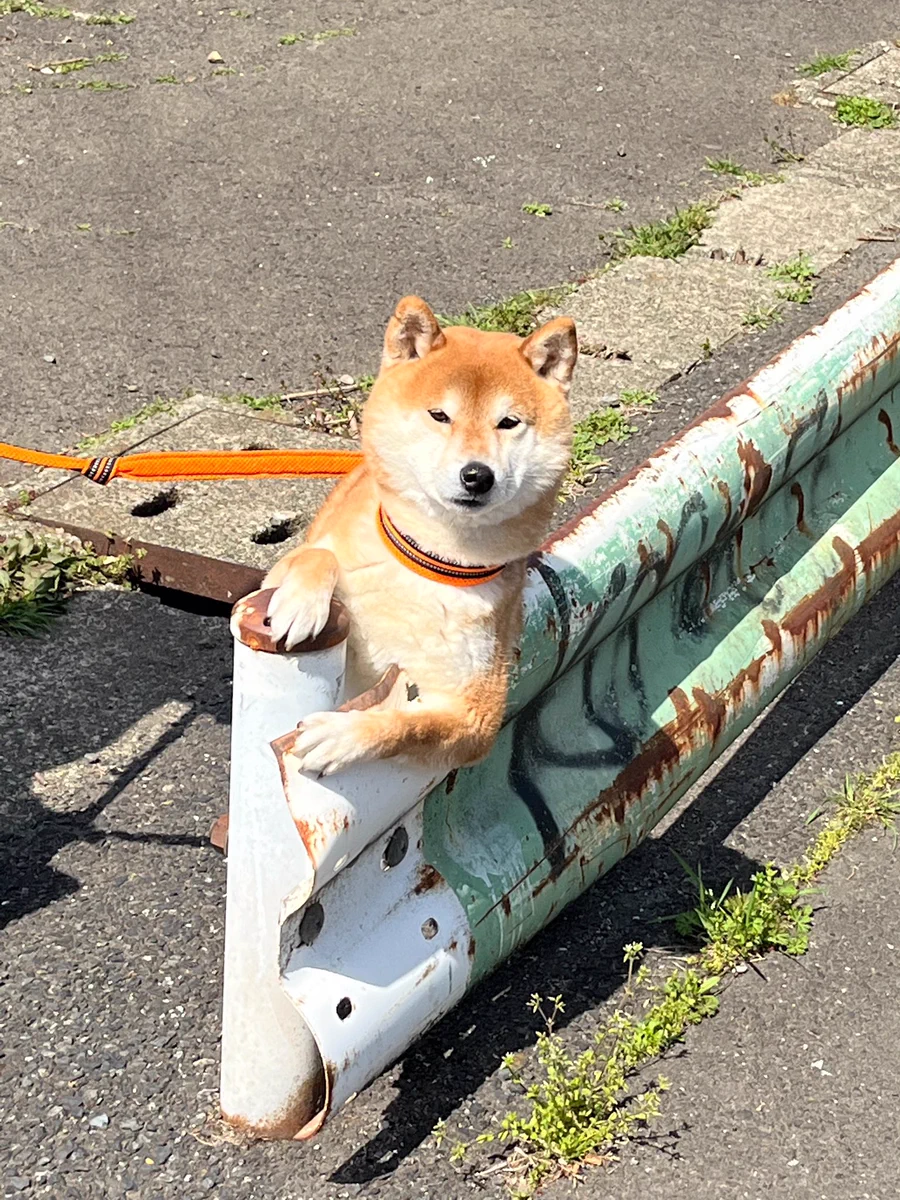 どういうことwすげぇポーズの犬が居たから飼い主に何してるか聞いてみたら「他の犬を見張ってる」って言われた。