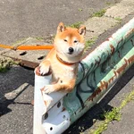 どういうことwすげぇポーズの犬が居たから飼い主に何してるか聞いてみたら「他の犬を見張ってる」って言われた。