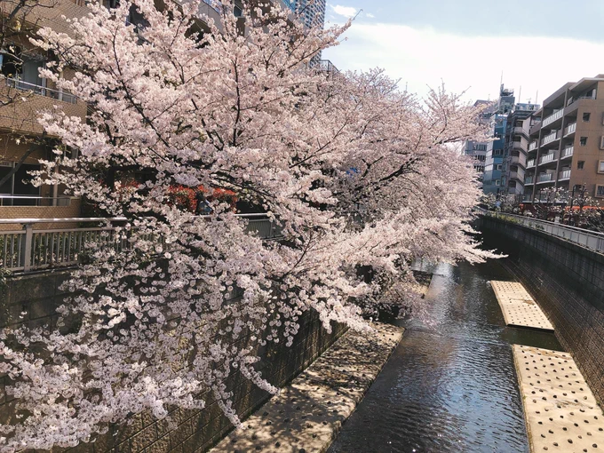 散歩してたら桜めっちゃキレイに咲いてた 