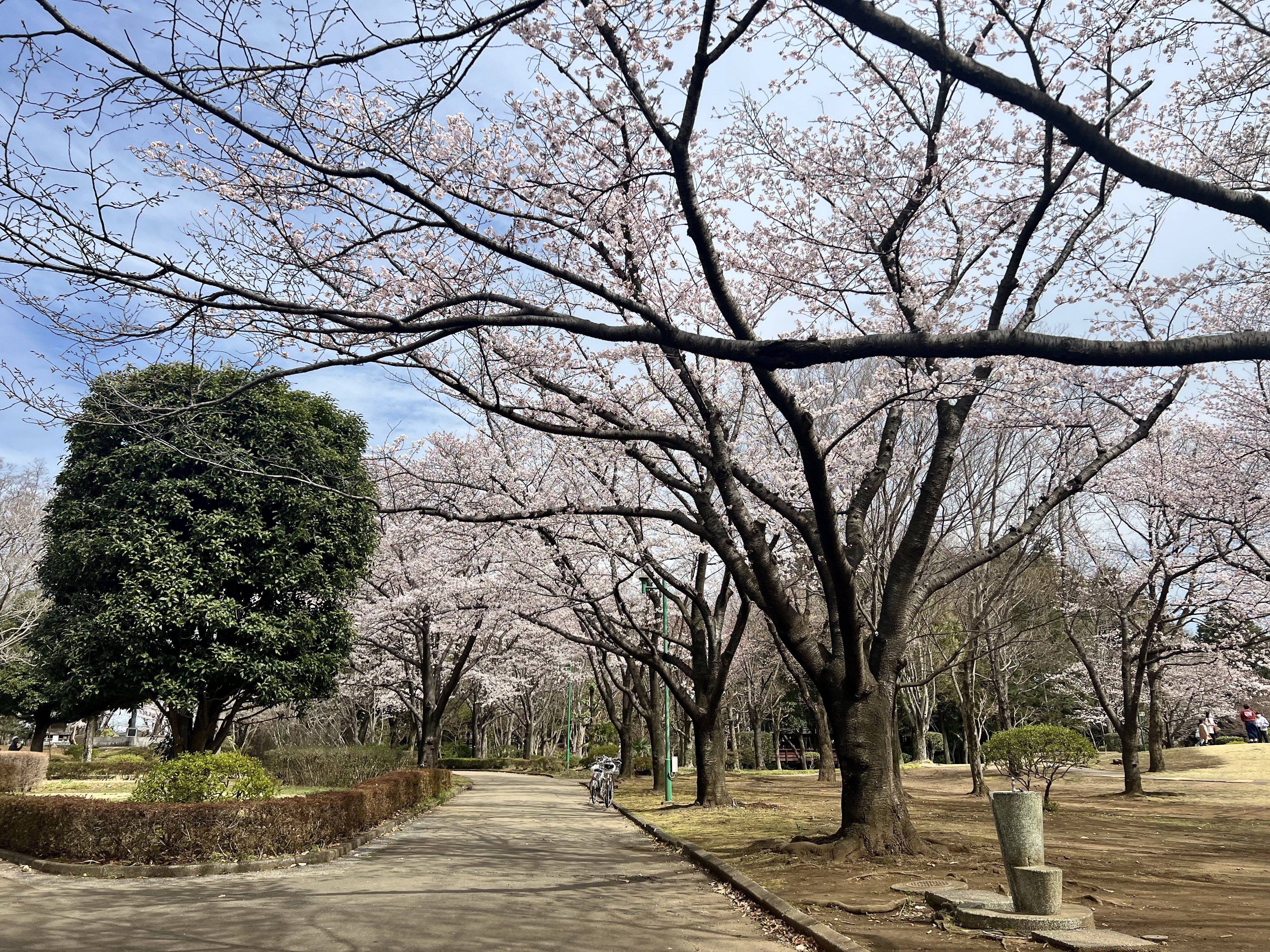 八坂公園 Twitter Search Twitter