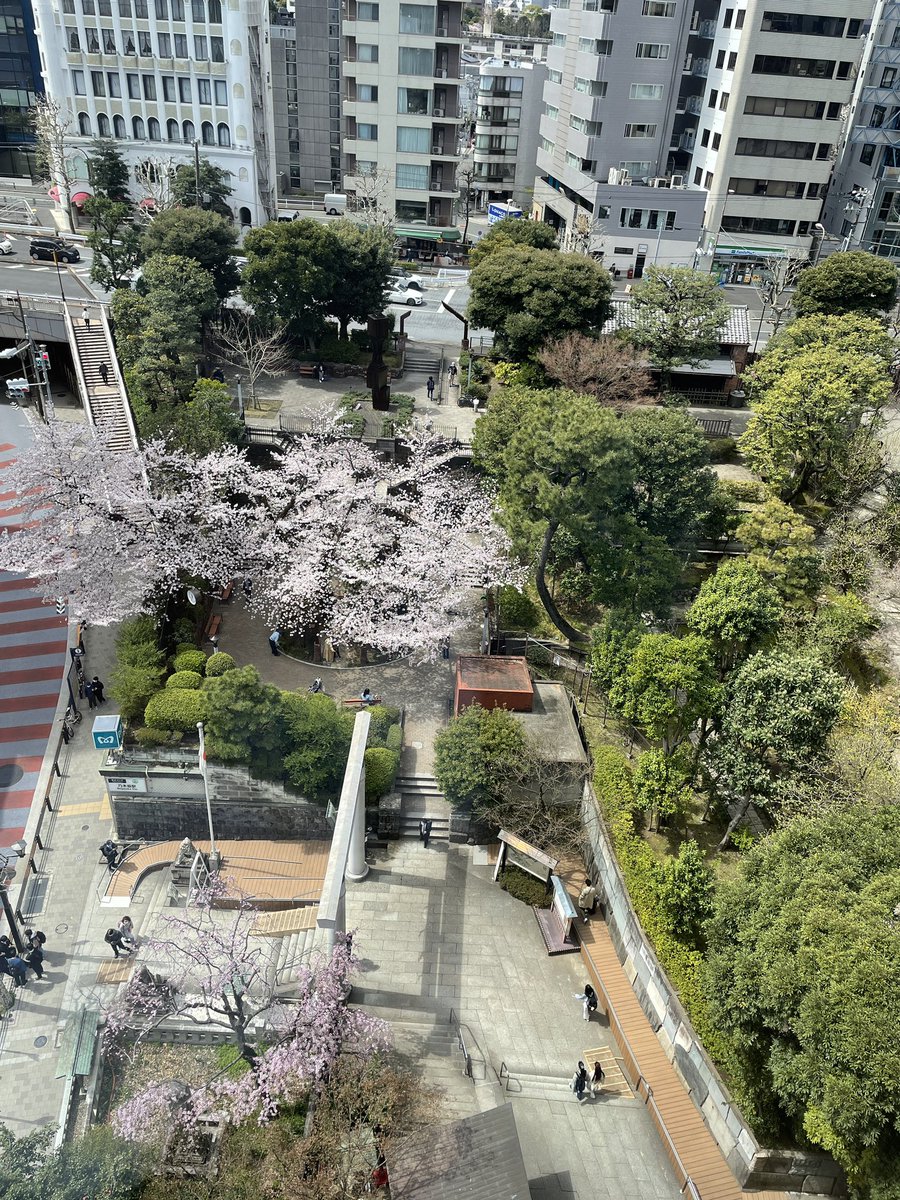 0827_hinako's tweet photo. 桜× +SHIFT NOGIZAKA 

この組み合わせは、実は初めての体験🌸

去年ここにきた時にはもう桜は散っていて。
乃木神社の桜を上から眺めながら、働けるのは贅沢やな〜

来年はどんな気持ちでみることになるのかなー☺️

@plusShiftOffice https://t.co/Jy3tdpTY2F