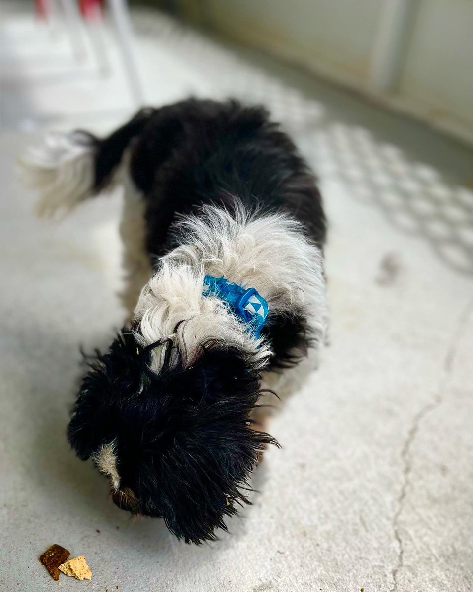 forpoochessake's tweet photo. #lostandfound - This is Oreo and he’s 14. I learned this from his #human when I rang the #ring doorbell/security system of his house (#noonehome) which then notified his human’s phone.I waited for her and gave Oreo some water and treats. My #bikerides are full of #adventures. https://t.co/XAhwnvguR2