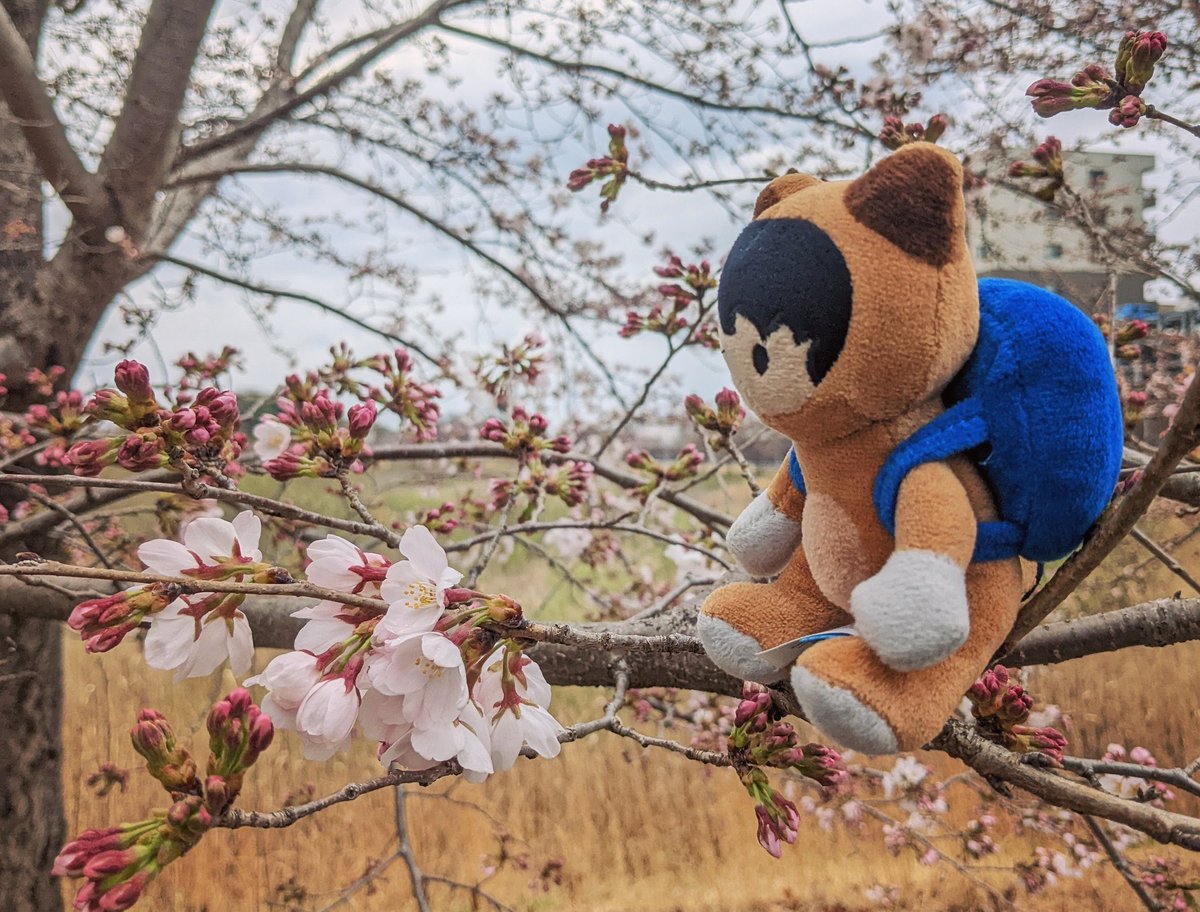 The cherry blossoms are blooming and #WorldTourDC is almost here Salesforce Ohana! Join us on Tuesday 4/12/2022 in #WashingtonDC