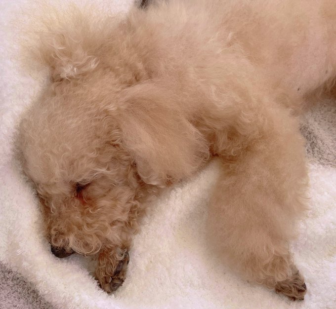 チャチャの頭はとっくに綺麗にして、今は爆睡中であります🐶 https://t.co/hpIDtkUxAP<a href="/tag/%E5%8C%A0%E3%81%AE%E6%8A%80"class="tags"><span>#匠の技</span></a>