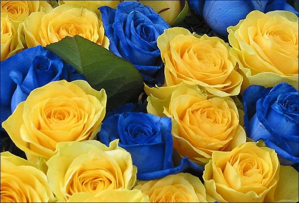 Черно желтый флаг. Красный синий желтый. Желто синяя тряпка. Желто синие цветы. Флаг украины желто голубой.