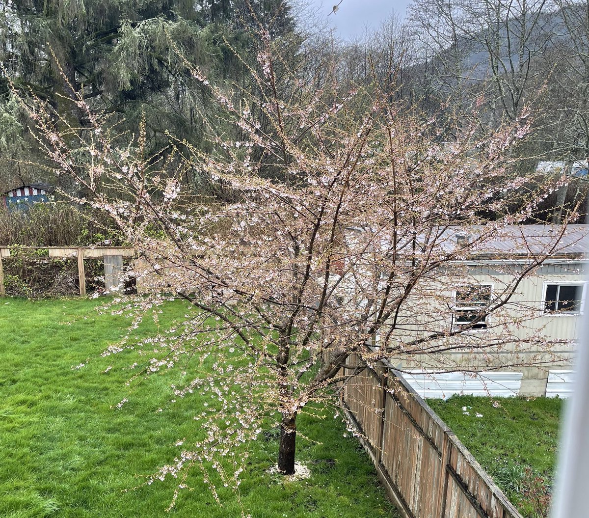 mandaxoboo's tweet photo. Cant wait for my blossom trees to start blooming like my cutie here 😍💕 #AnimalCrossingNewHorizons #spring #AnimalCrossing https://t.co/XbHxJDgXJ9