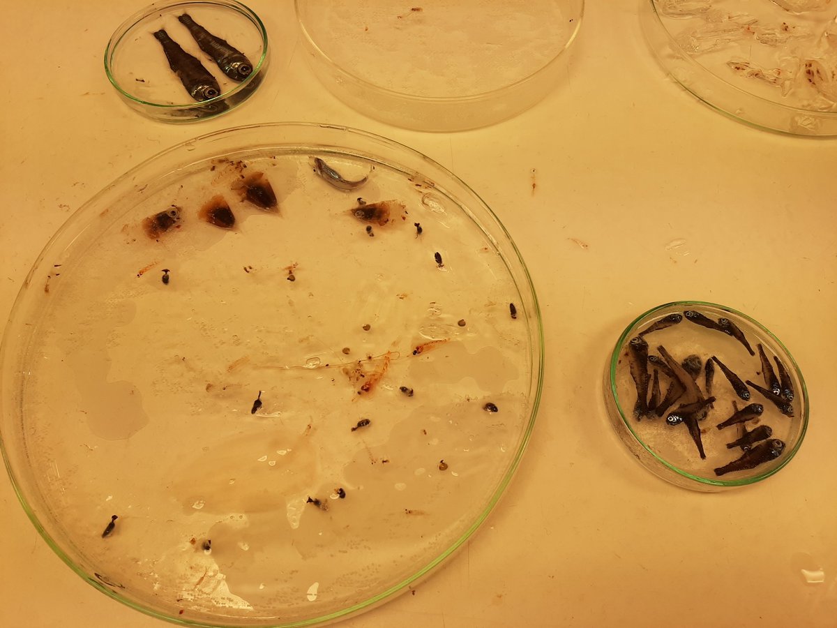ssakinan's tweet photo. Zooplankton, cornerstone of marine food web and key elements of  global carbon cycle. Fish surveys provide opportunity to study them. While our objective is to quantify #BlueWhiting spawning stock, we also collect valuable zooplankton data including broadband acoustic backscatter https://t.co/02OhTtXM9g