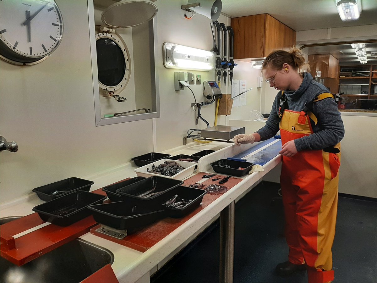 Zooplankton, cornerstone of marine food web and key elements of  global carbon cycle. Fish surveys provide opportunity to study them. While our objective is to quantify #BlueWhiting spawning stock, we also collect valuable zooplankton data including broadband acoustic backscatter