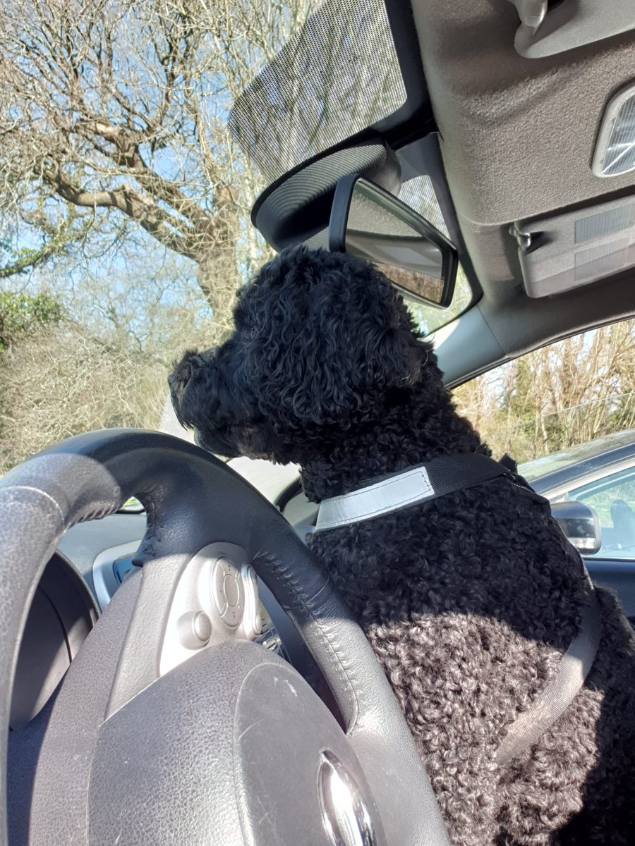 CockapooTilly's tweet photo. Dad took me to the car 🚙 wash 🧽 to get mums car 🚗 cleaned for mommy day she is so pleased all my dropped treats all gone 🤣 https://t.co/ASp5uOfvnC
