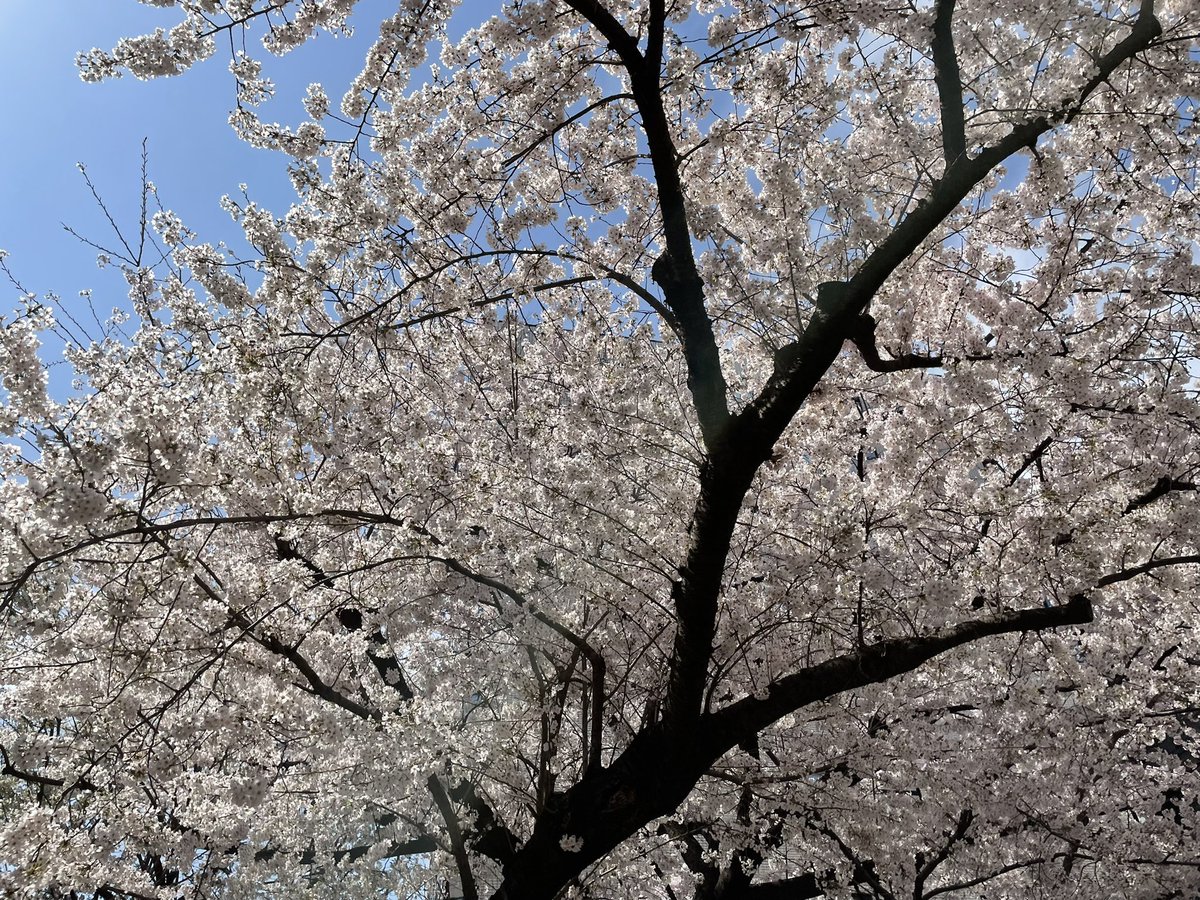 ken_SESeigyo's tweet photo. お昼に会社近くを歩いていると
日光が暖かくて気持ちよく桜がとても綺麗でした🌸

来月の打ち合わせがまだ全然入っていない状況です…
情報交換していただける方おりましたらご連絡いただけると幸いでございます🙇‍♂️ https://t.co/s5tgWCAUHz