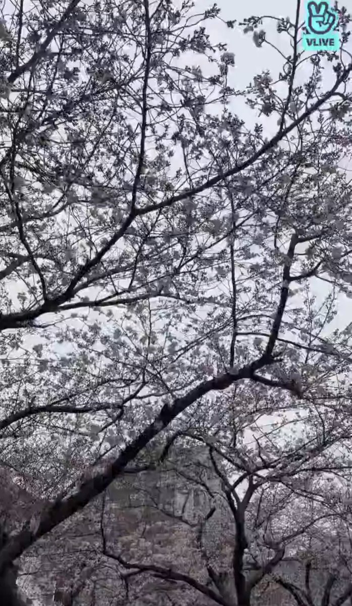 예쁜 것만 보라면서... 벚꽃 보여 주는 원필이🥺🤍