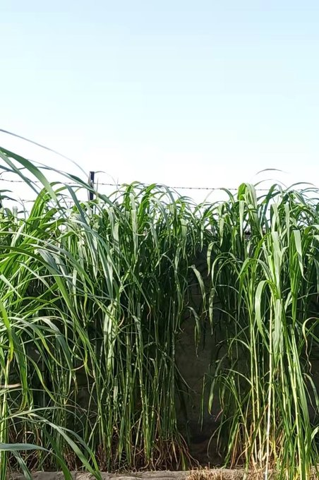 noroz_12's tweet photo. #KingGrass a poverty relieve tool in #China successfully planted in #Gwadar the grass can be utilized for animal feeding, fungus, plywood and many others
#Balochistan https://t.co/svH9ACuTda