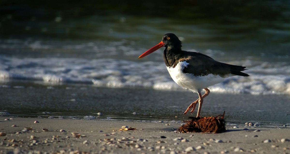 HoopoeAdventure's tweet photo. #EurasianOystercatcher #שלצדף_החוף #birds https://t.co/inzbPRkUqq