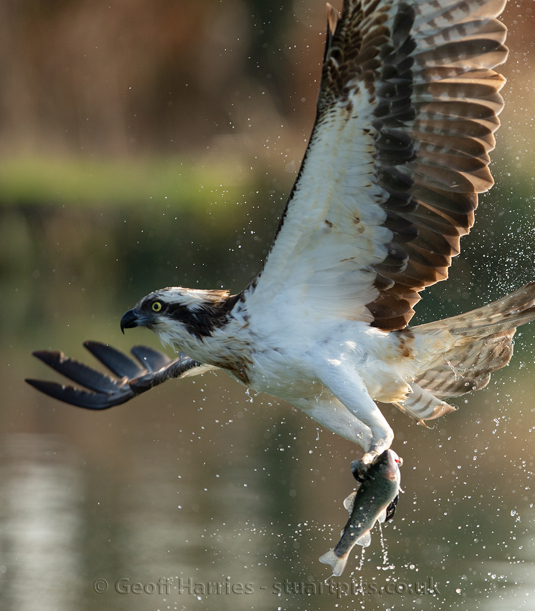 stuartpics's tweet photo. Osprey images posted at https://t.co/vTihdj7fX8 #ospreys #photography @GwashOspreys @RutlandWaterNR  @bbcwildlifemag  So exciting to see the ospreys back at Rutland, a first sign of spring for me photographing these birds. https://t.co/oKIkUxjNP3