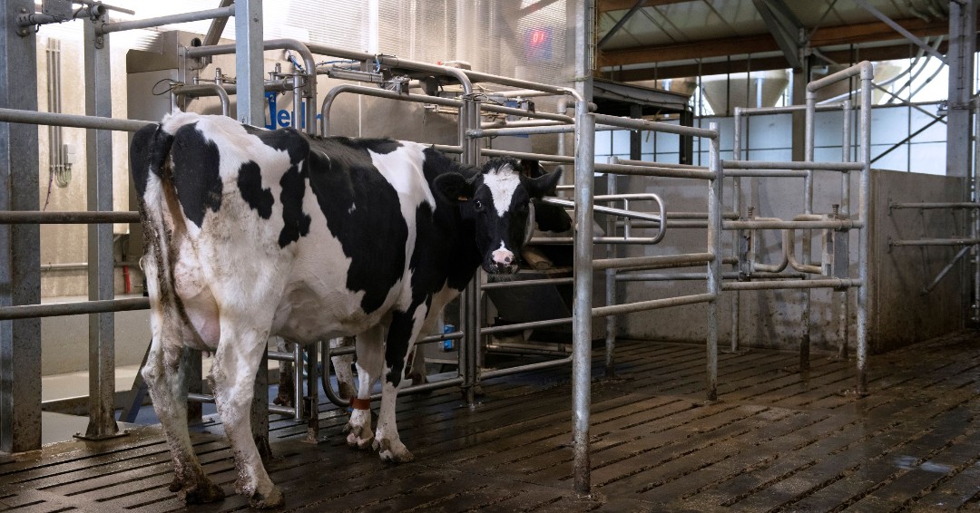Le robot M²erlin est conçu autour des vaches, en les gardant détendues et en contact avec le troupeau à tout moment lorsqu’elles sont traites #milkingwithm2erlin (Traire avec M²erlin)
bit.ly/3BmhEFG