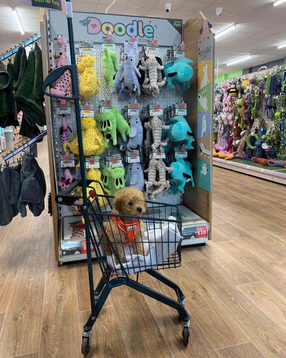 Here's Max shopping in style 🐶🛒 #evesham #justforpets #petshop #shopping #pets #puppylove #cute #harnesses #treats