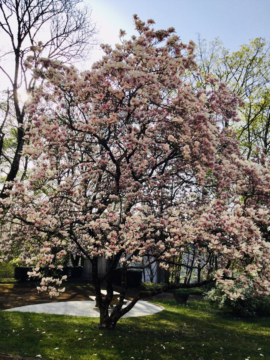 Inspe_FCOMTE's tweet photo. Allez c’est lundi et on avait envie de vous faire profiter de notre magnifique magnolia 🌺🌝🌸
#cestleprintemps #magnoliaforever #lelundiausoleil
@fc_univ @acbesancon @ReseauInspe https://t.co/UqFnHT5eAH
