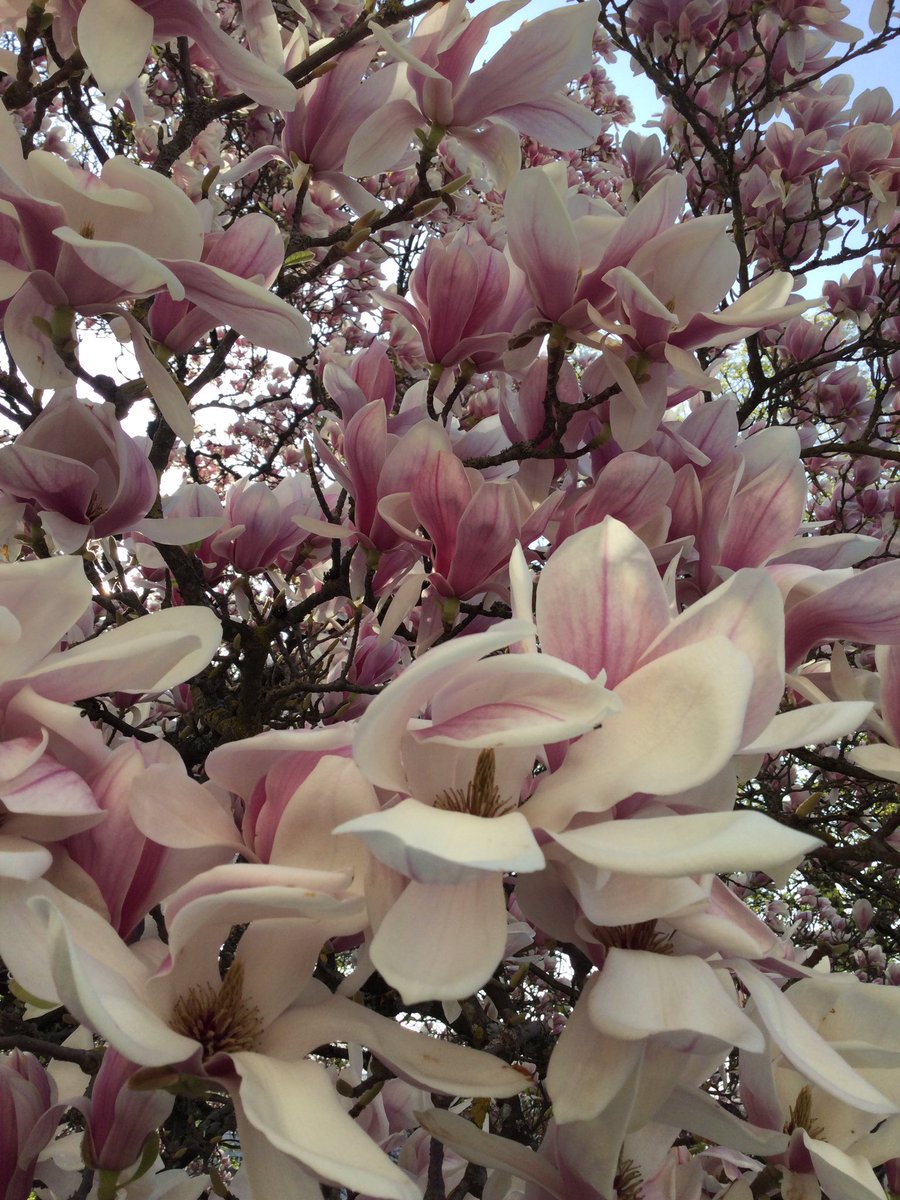 Inspe_FCOMTE's tweet photo. Allez c’est lundi et on avait envie de vous faire profiter de notre magnifique magnolia 🌺🌝🌸
#cestleprintemps #magnoliaforever #lelundiausoleil
@fc_univ @acbesancon @ReseauInspe https://t.co/UqFnHT5eAH