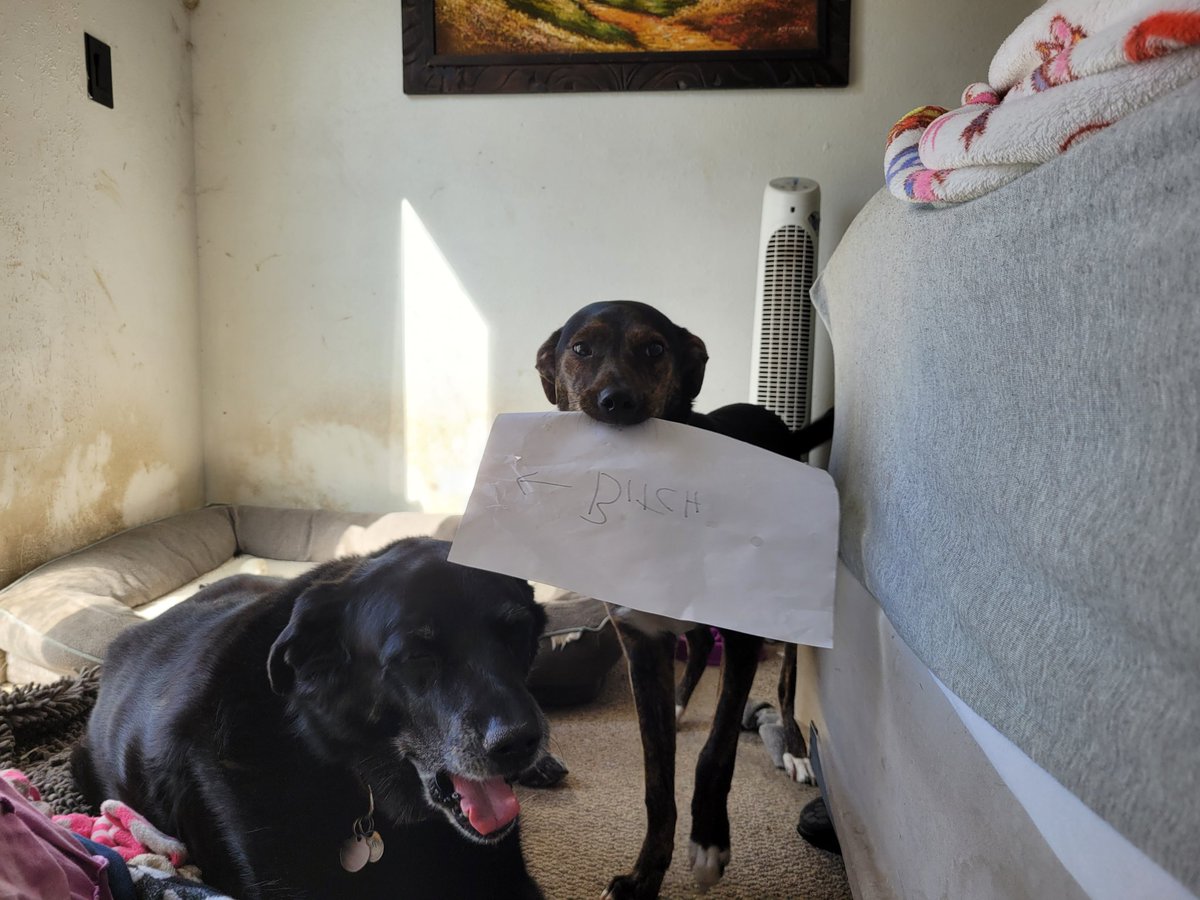 lysanderish's tweet photo. @Pupchouli Have a Nutmeg calling Sammy names. https://t.co/gdToPtk1xH