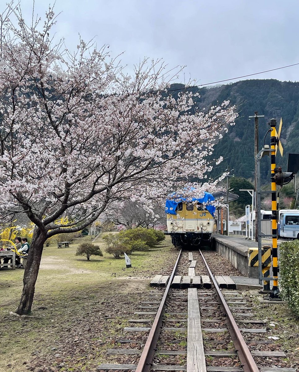 ikeP_shusan's tweet photo. 桜🌸満開❗️😄 https://t.co/iuKcDCjgbP