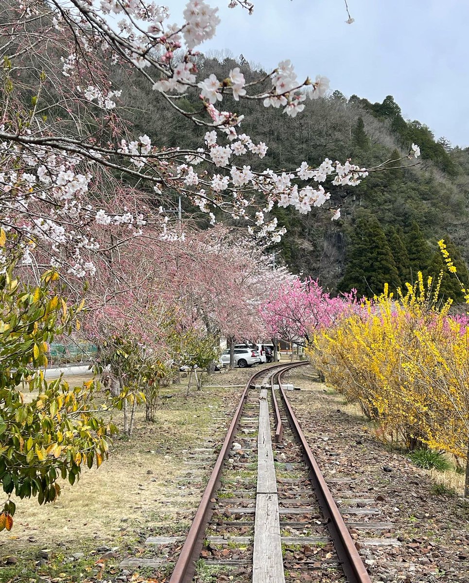 ikeP_shusan's tweet photo. 桜🌸満開❗️😄 https://t.co/iuKcDCjgbP