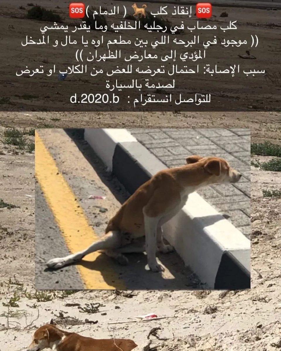 <a href="/MohaAlfaraj/">Mohammed Alfaraj</a> <a href="/f_forx/">𝘍𝘢𝘳𝘩𝘢𝘯 🐱</a> <a href="/Catpeopleksa/">Cat people 🐈</a> @malak_a__ <a href="/h7qql/">دجن 🐈 #انا_صوتهم</a> <a href="/Meem86/">Mariam</a> <a href="/Happy_rescues/">نهايات سعيدة</a> <a href="/smaljohani/">سعيد ابو نوره</a> <a href="/Rahmah_ksa/">جمعية رحمة للرفق بالحيوان</a> <a href="/AbdullahaaFaleh/">عبدالله بن فالح</a> @soundsoul369