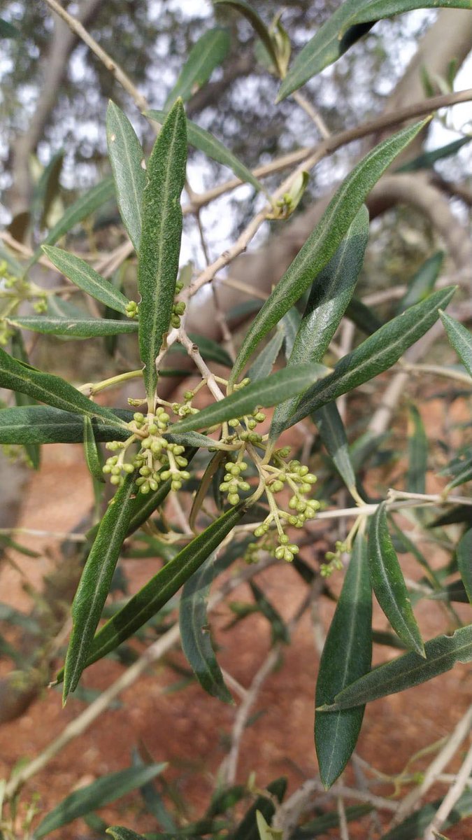 RAIF_noticias tweet media