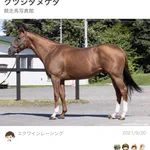 競走馬の名前がふざけている？本当に名前の通りだった!