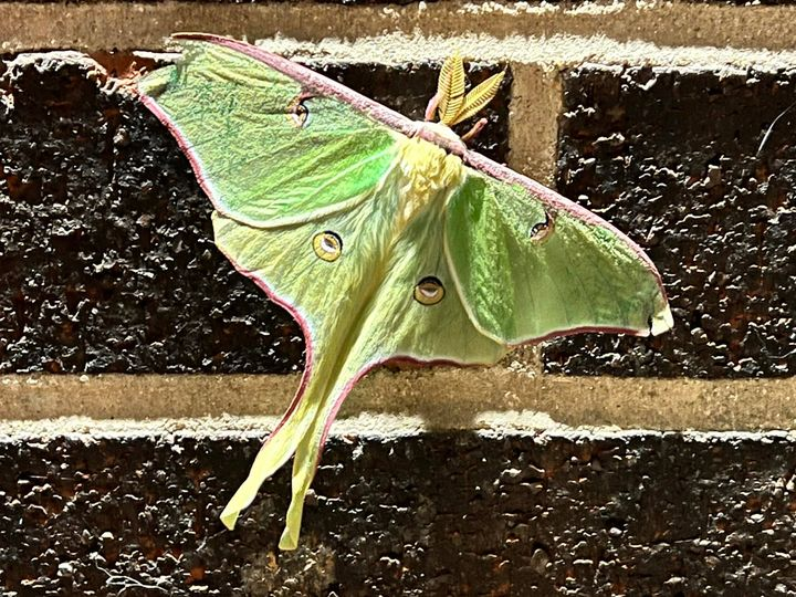 RegWTVY's tweet photo. Luna Moth; not rare but rarely seen by humans. (Photo Creds: Anderson Williams) #RYSSWCC https://t.co/zjK7hJtoH0