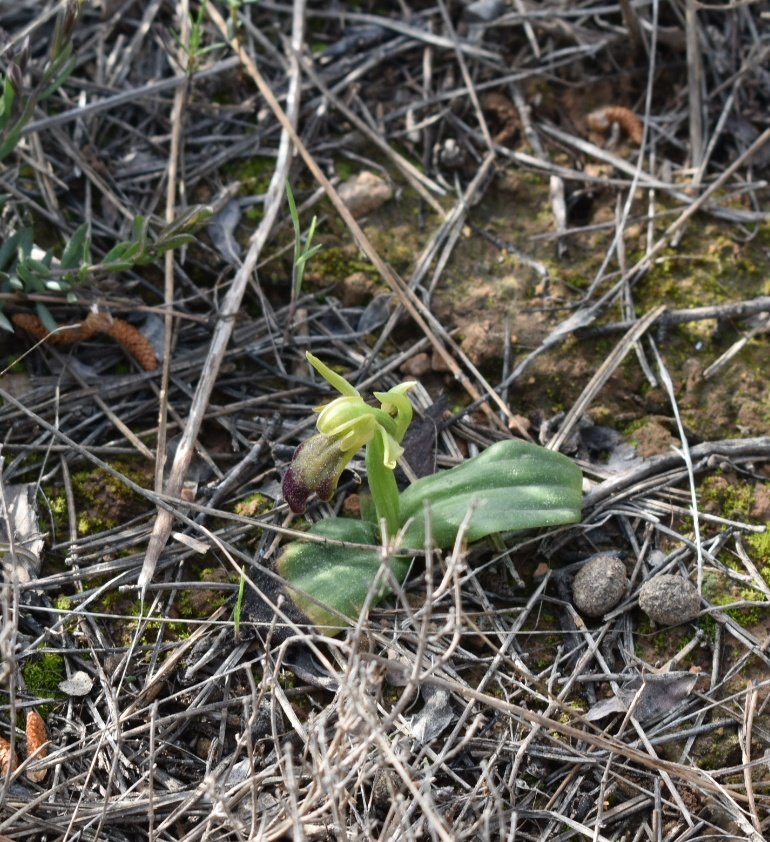 Tras las primeras lluvias primaverales, es momento de salir al campo a buscar pequeños tesoros biológicos difíciles de encontrar, como esta orquídea del género Ophrys, que tan desapercibida puede pasar a ojos del visitante.