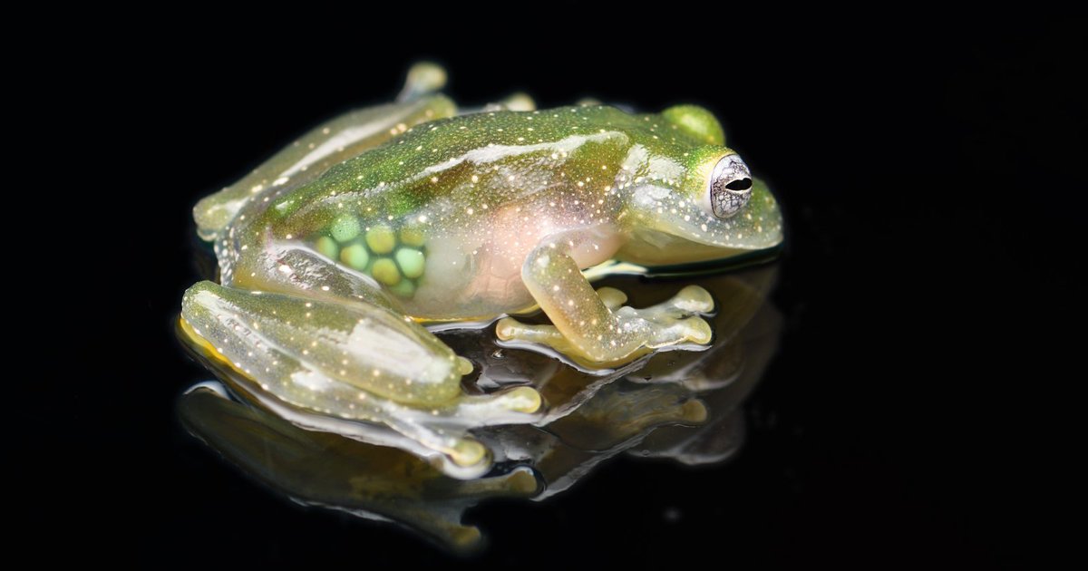 museumtoulouse's tweet photo. [BIODIVERSITÉ] Deux nouvelles espèces de grenouilles de verre trouvées en Équateur : une découverte exceptionnelle https://t.co/FFcxq1eRi8 #biodiversité #nature #environnement #grenouilles #verre #Equateur https://t.co/8o4PPPbsrT