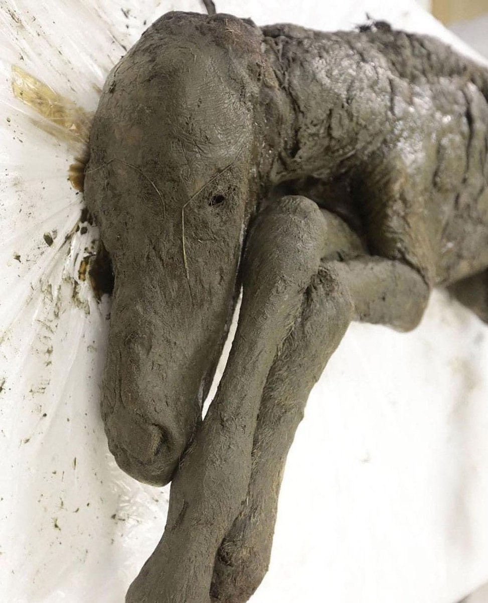 EnsedeCiencia's tweet photo. Investigadores en Siberia encontraron un caballo de 42,000 años perfectamente conservado enterrado bajo el permafrost. Estaba en tan buenas condiciones que su sangre aún estaba en estado líquido

Con suerte, el mundo pronto conocerá al clon del antiguo potro de hace 42,000 años. https://t.co/yztQhCax3z