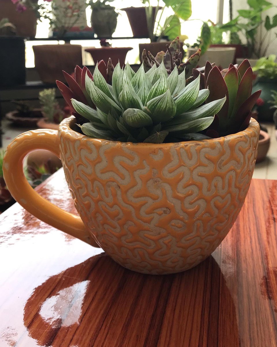 Vaish_ck's tweet photo. Started a #smallbusiness of creating and selling mini-gardens in #Pune 

Same day delivery of ready gardens via @DunzoIt 

Customised orders accepted as well.

Appreciate leads, retweets to reach more people in Pune 😊

#SucculentGarden #LoveForSucculents #MiniGardens https://t.co/of0wKDpC2S