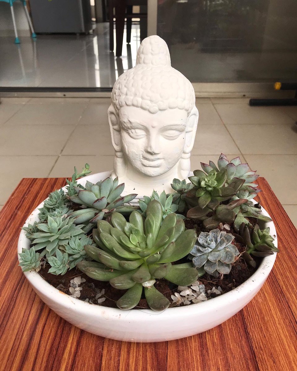 Vaish_ck's tweet photo. Started a #smallbusiness of creating and selling mini-gardens in #Pune 

Same day delivery of ready gardens via @DunzoIt 

Customised orders accepted as well.

Appreciate leads, retweets to reach more people in Pune 😊

#SucculentGarden #LoveForSucculents #MiniGardens https://t.co/of0wKDpC2S