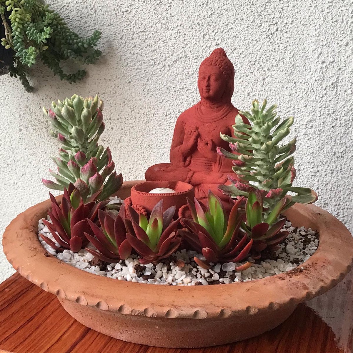 Vaish_ck's tweet photo. Started a #smallbusiness of creating and selling mini-gardens in #Pune 

Same day delivery of ready gardens via @DunzoIt 

Customised orders accepted as well.

Appreciate leads, retweets to reach more people in Pune 😊

#SucculentGarden #LoveForSucculents #MiniGardens https://t.co/of0wKDpC2S