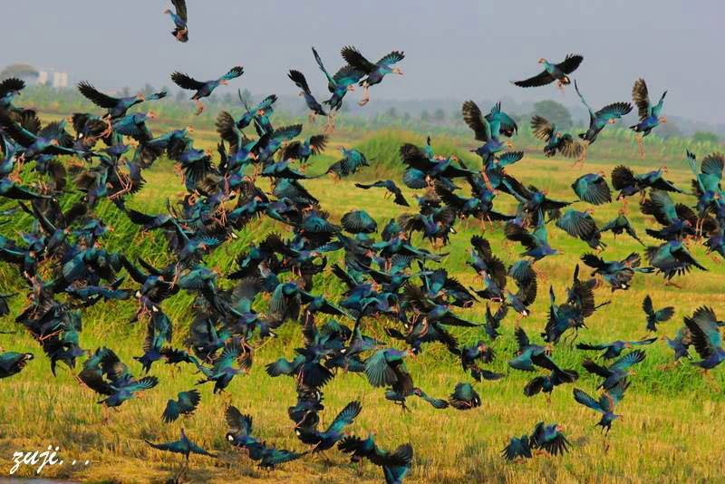Kole Birders tweet media